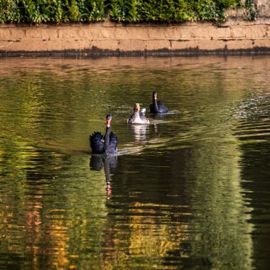 two black swans and one goose