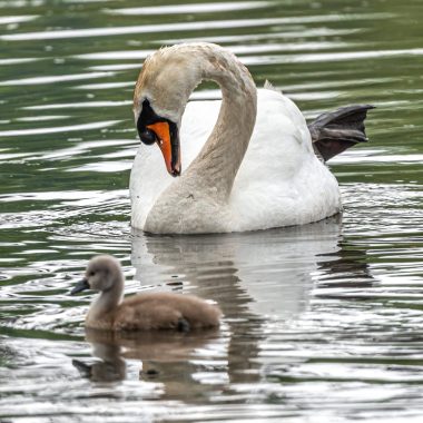 Mute Swan (Cygnus olor) with Chick