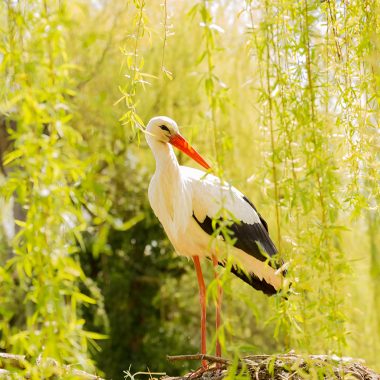 hmw_2023_01_cigogne_fcom