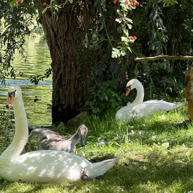 hmw_2023_01_cygne_fcom