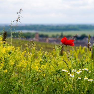 hmw_2023_01_paysage_fcom