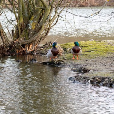 hmw_2023_02_canards_fcom