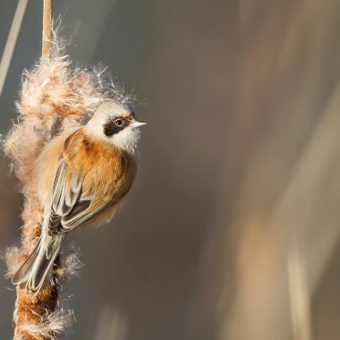 hmw_2023_02_oiseau_fcom.