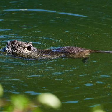 hmw_2023_03_castor_fcom