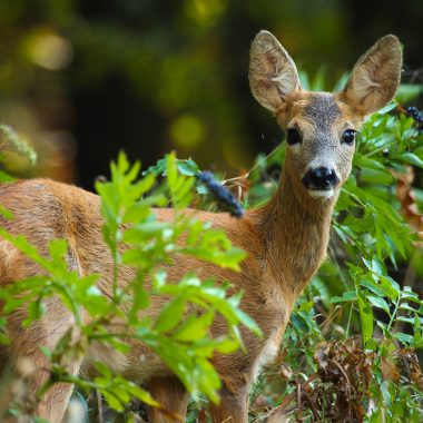 hmw_2023_13_biche_fcom